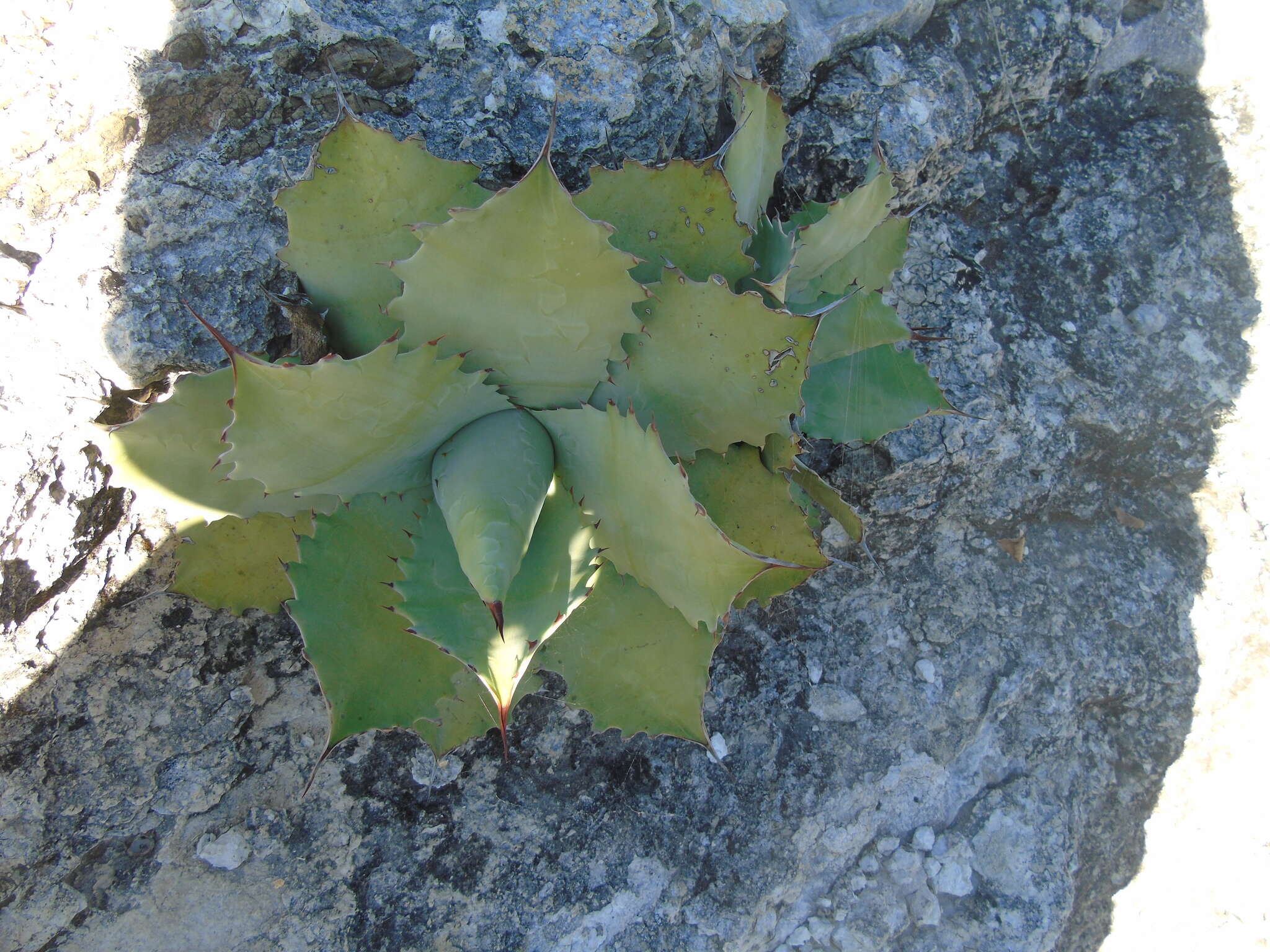 Sivun Agave potatorum Zucc. kuva