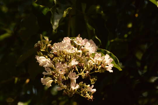 Image of Fridericia florida (DC.) L. G. Lohmann