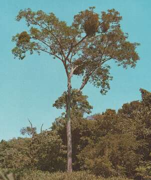 Image of Albizia inundata (Mart.) Barneby & J. W. Grimes