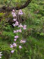 Imagem de Dendrobium amoenum Wall. ex Lindl.