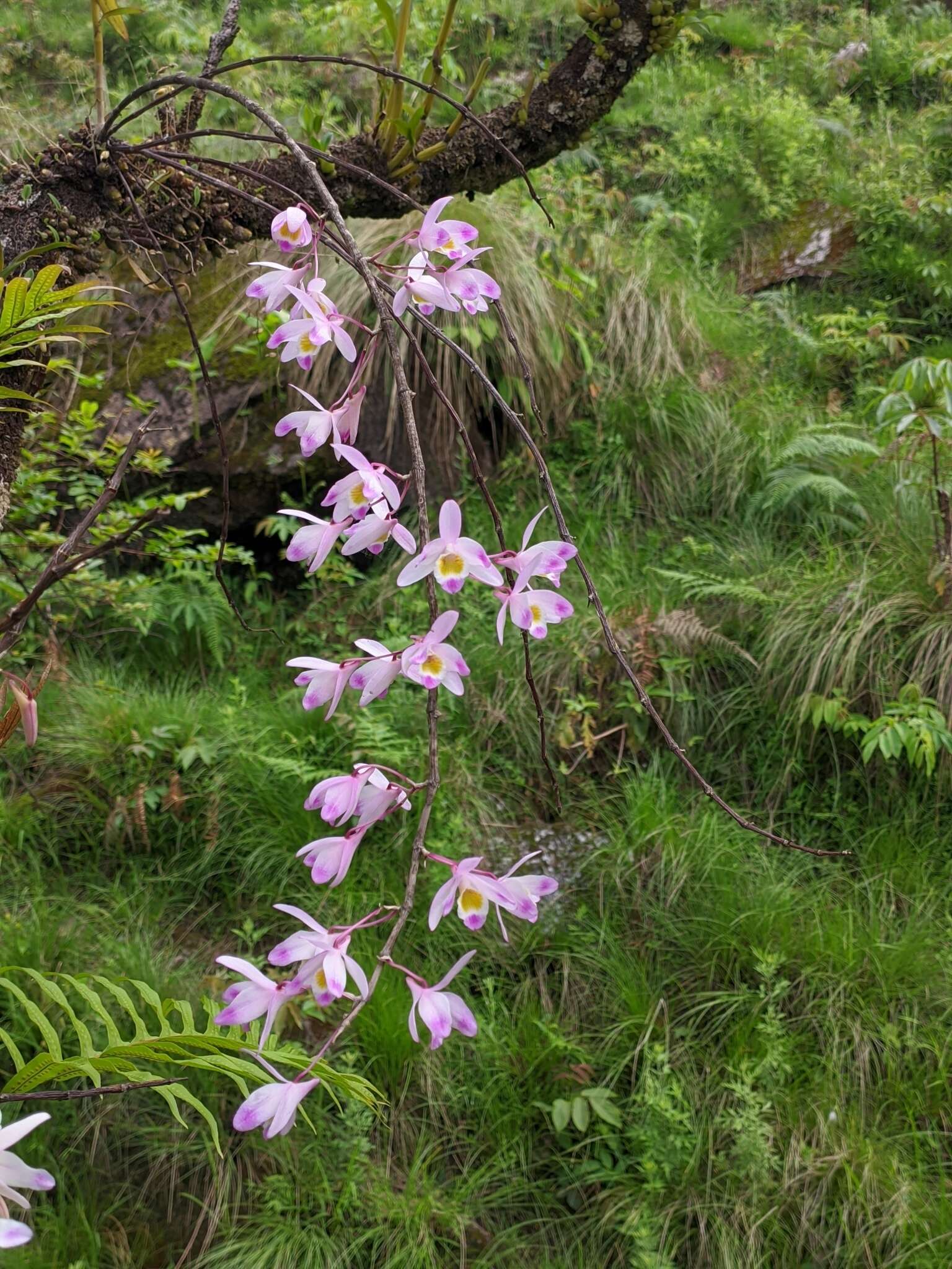 Imagem de Dendrobium amoenum Wall. ex Lindl.