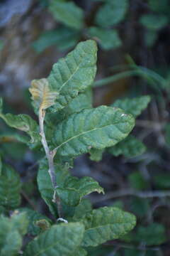 Imagem de Quercus intricata Trel.