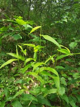 Image of Broad-Leaf Rosette Grass