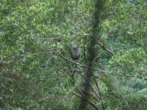 Image of silvery gibbon