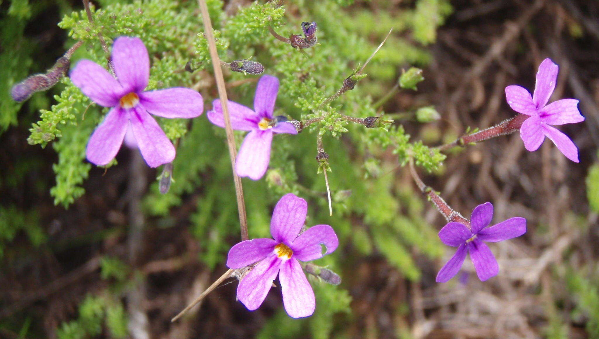 Image de Jamesbrittenia microphylla (L. fil.) O. M. Hilliard