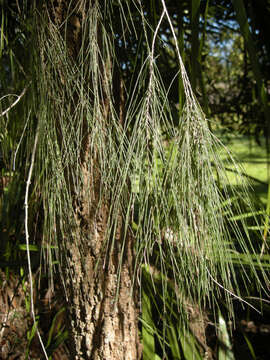 Image of forest-oak