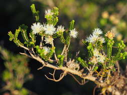 Sivun Melaleuca araucarioides B. A. Barlow kuva