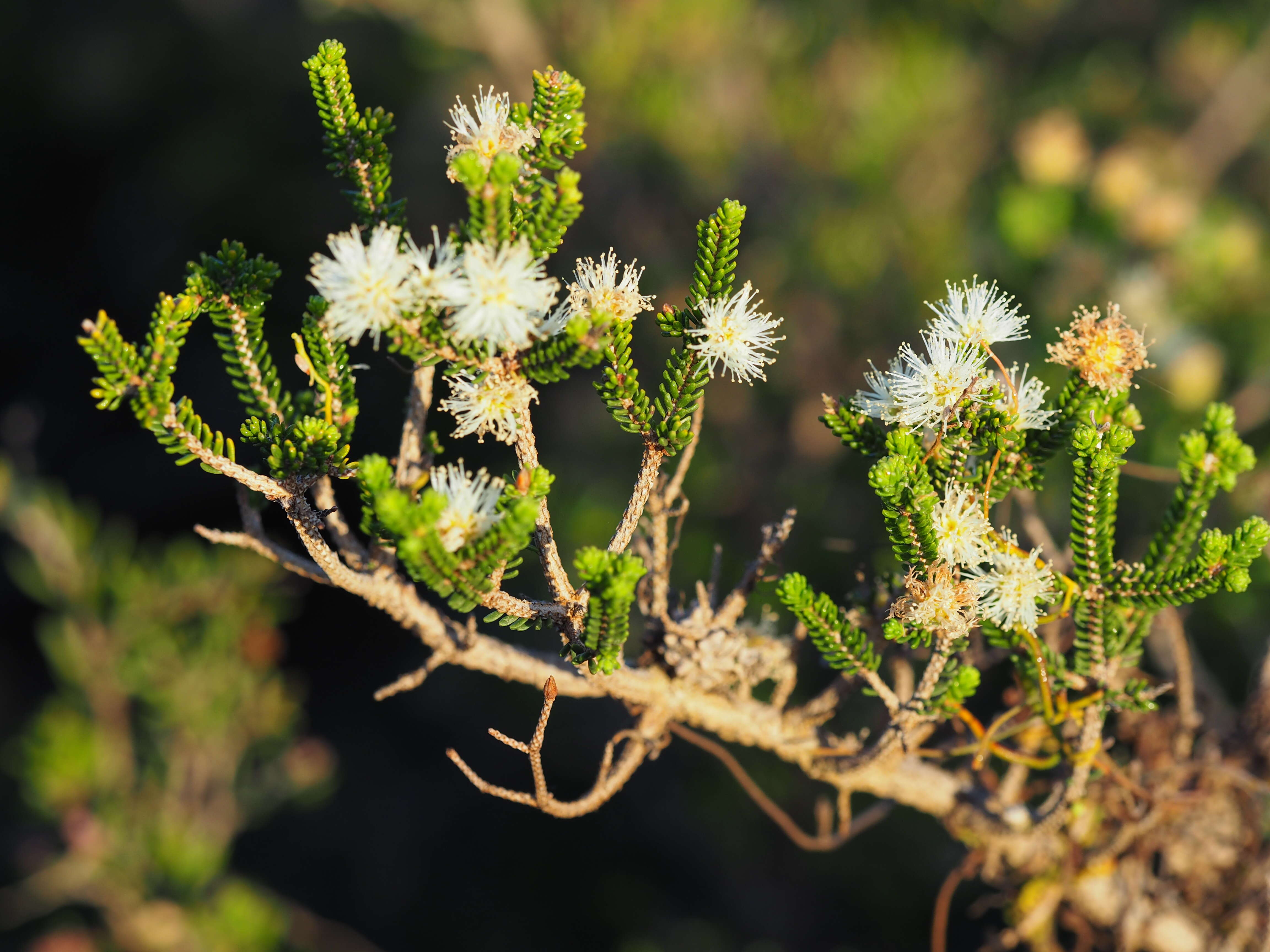 صورة Melaleuca araucarioides B. A. Barlow