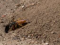 Philanthus triangulum diadema (Fabricius 1781)的圖片