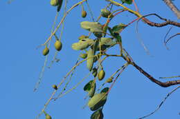 Imagem de Simarouba versicolor A. St.-Hil.