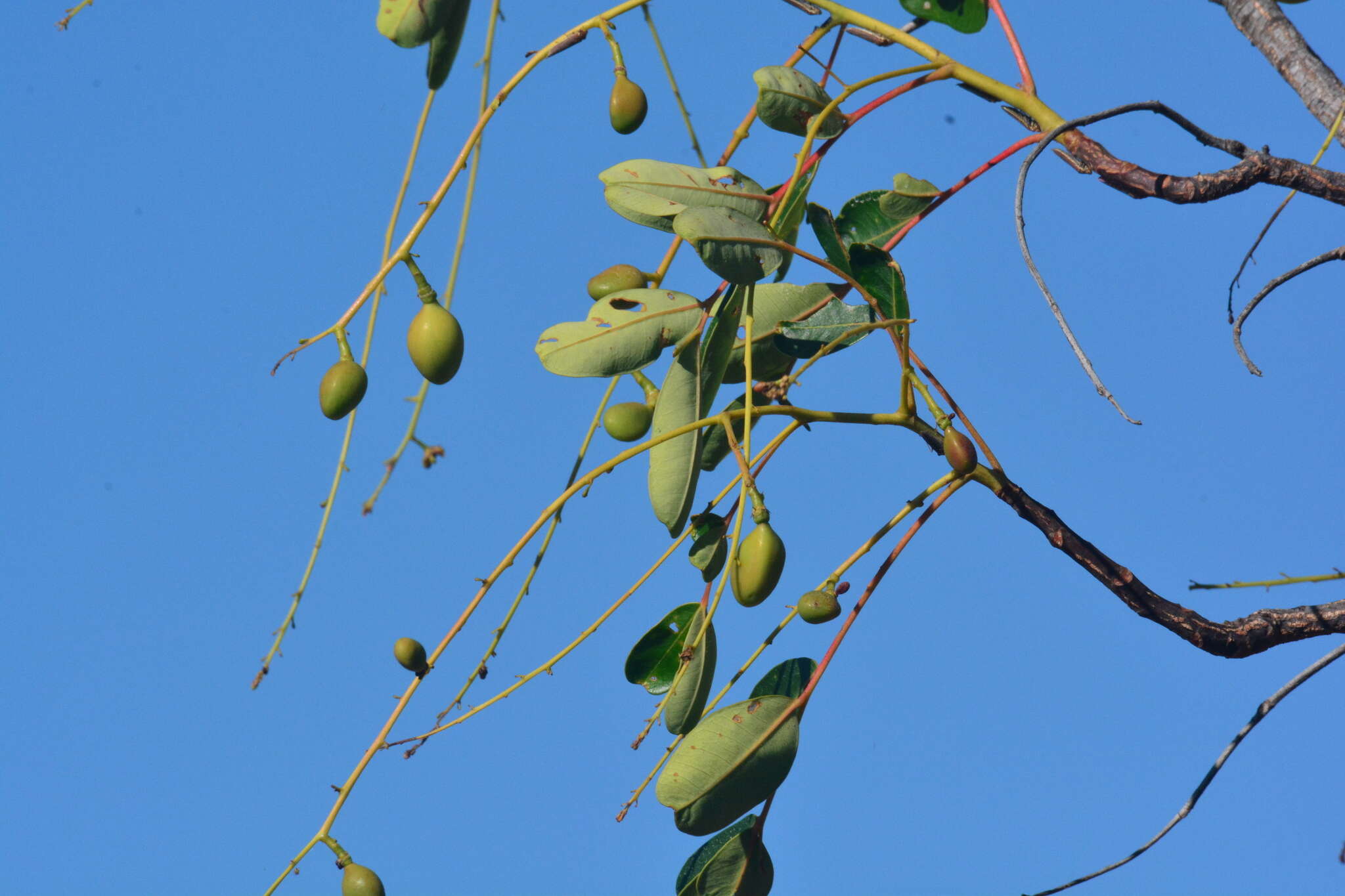 Sivun Simarouba versicolor A. St.-Hil. kuva