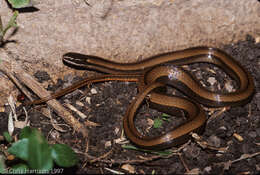 Image of Black-striped Snake