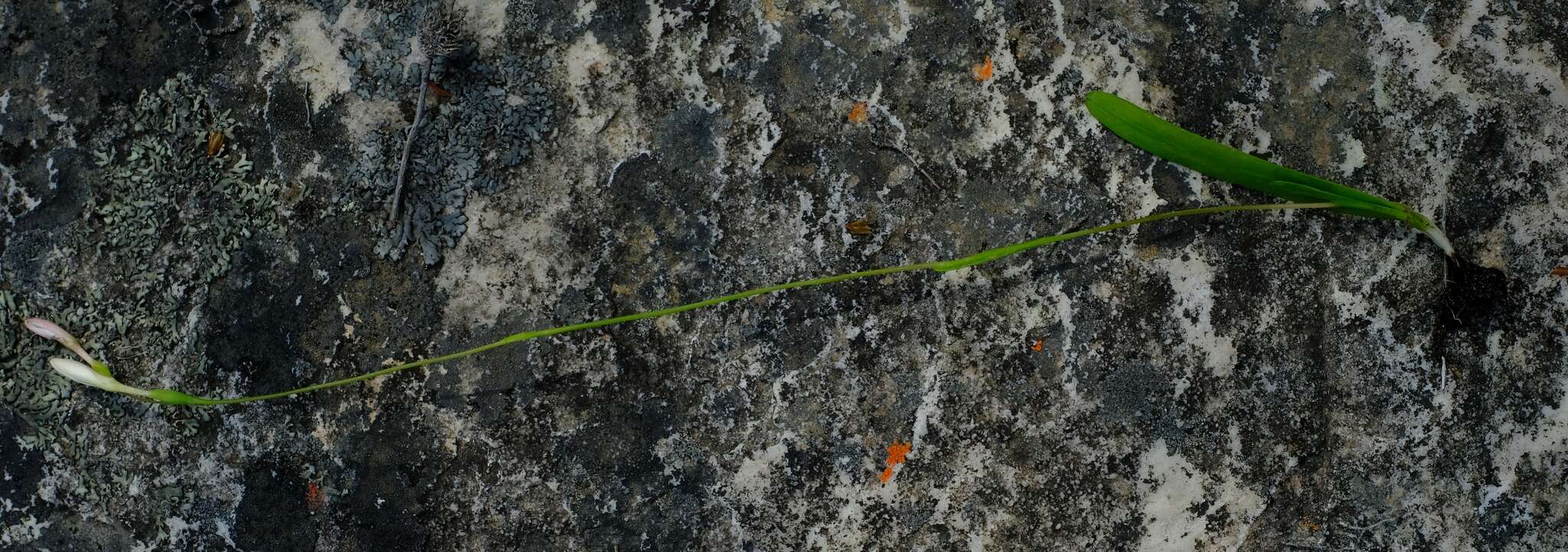 Image of Hesperantha cedarmontana Goldblatt