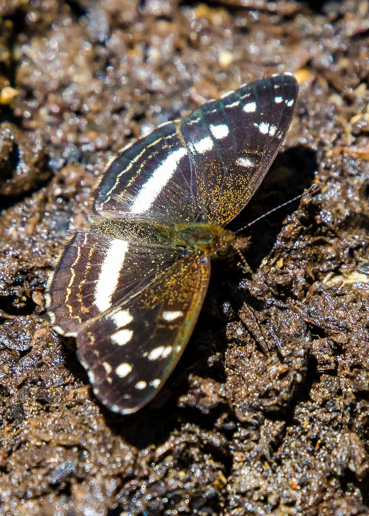 Image of Janatella fellula Schaus 1902