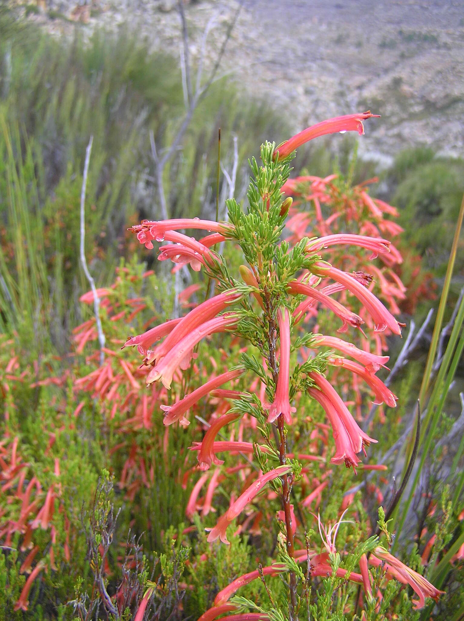 Image of <i>Erica <i>curviflora</i></i> var. curviflora