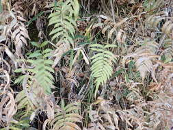 Image of Christella acuminata (Houtt.) Holtt.