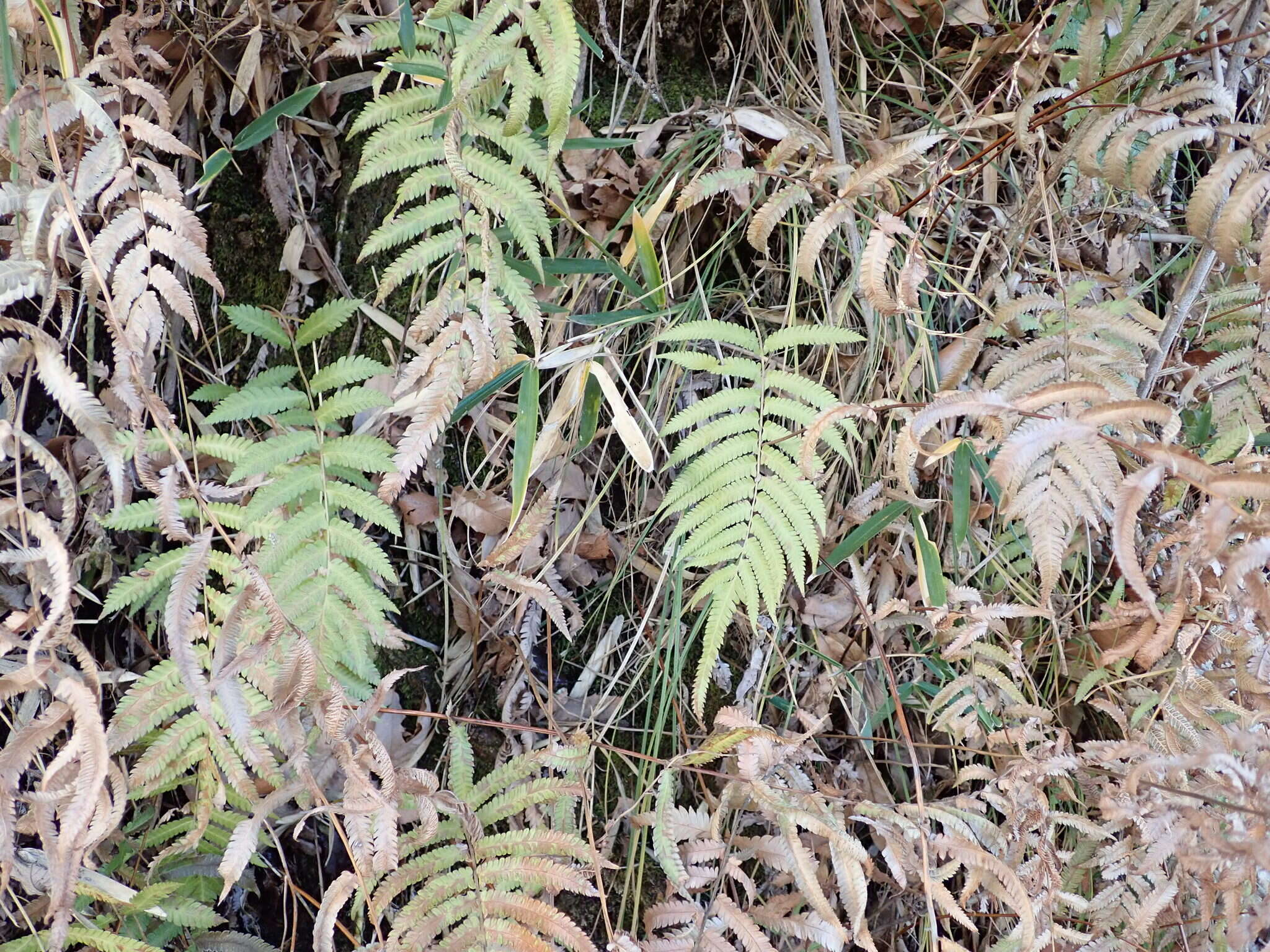 Plancia ëd Christella acuminata (Houtt.) Holtt.