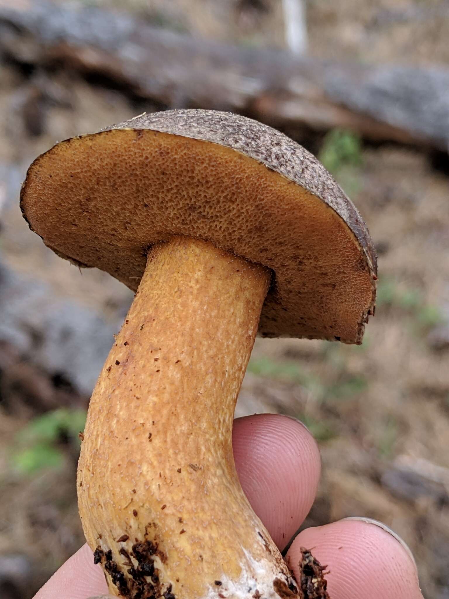 Image of Suillus fuscotomentosus Thiers & A. H. Sm. 1964