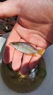 Image of Checkered rainbowfish