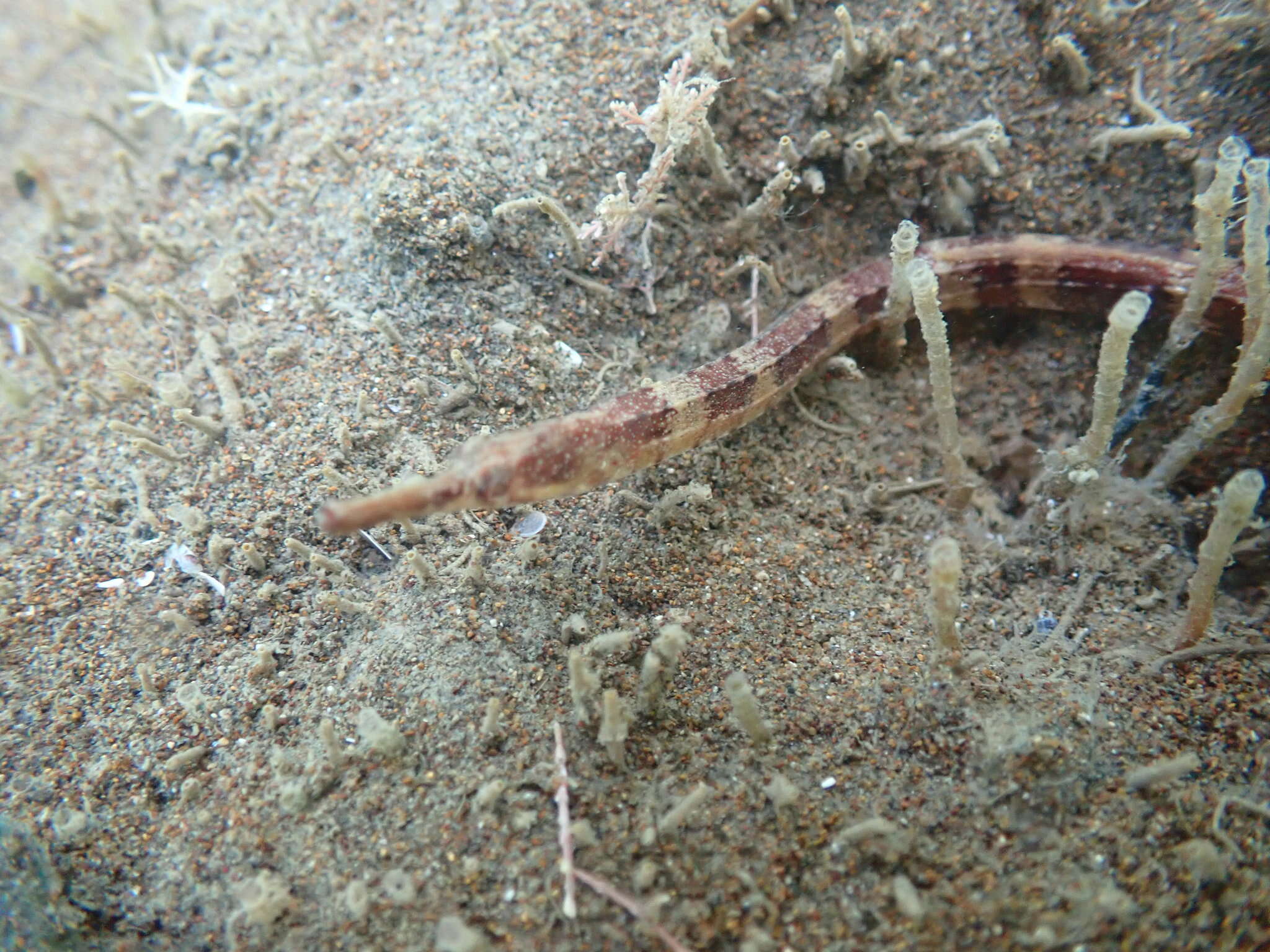 Image of Longsnout pipefish