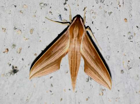 Image of Xylophanes neoptolemus (Cramer 1780)