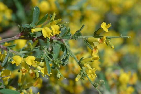 Image of Anthyllis hermanniae subsp. corsica