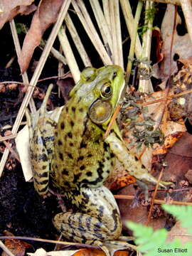 Image of Green Frog