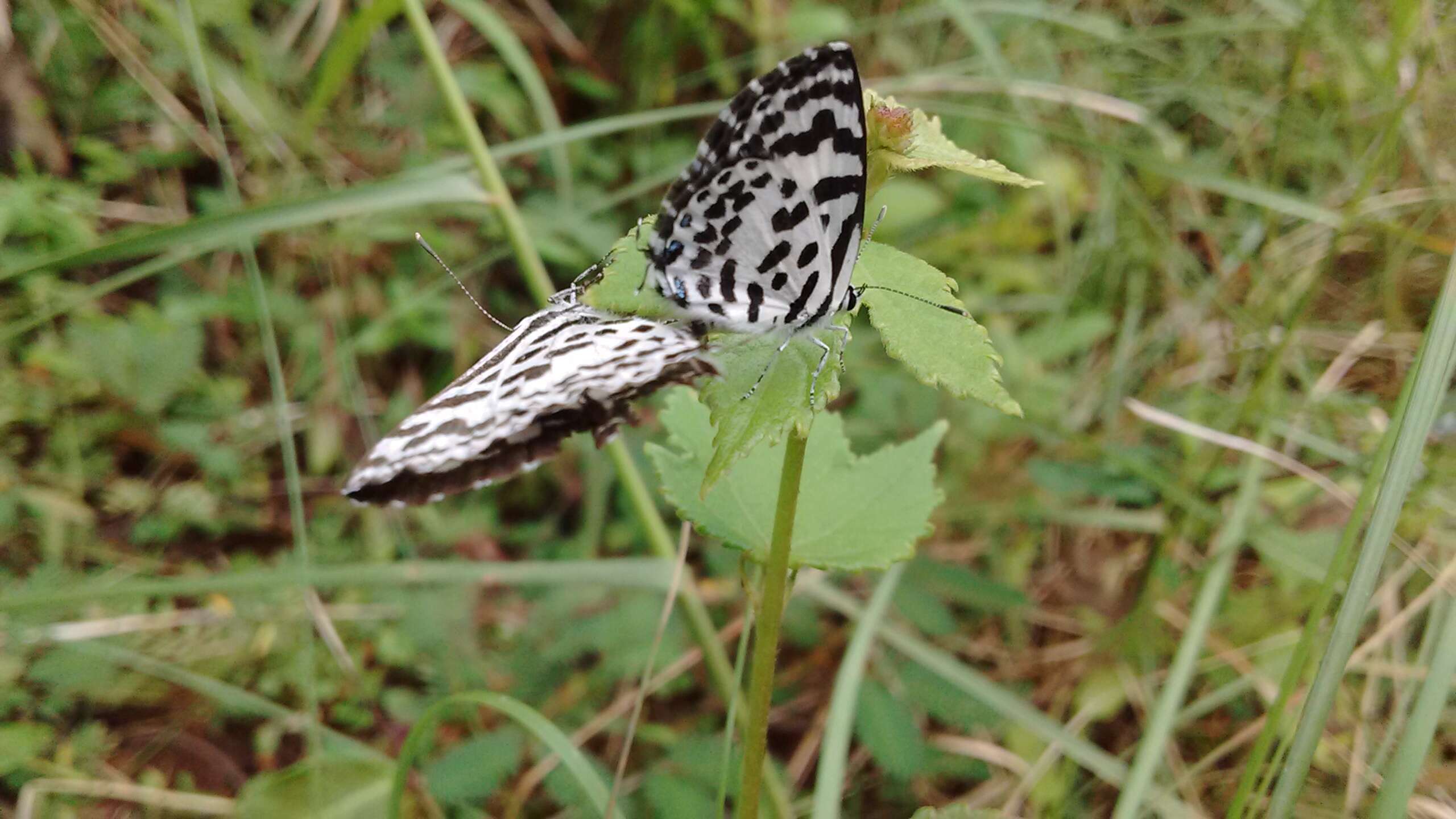 Image of Common Pierrot