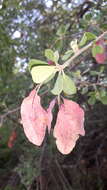 Image of Purple-pod cluster-leaf