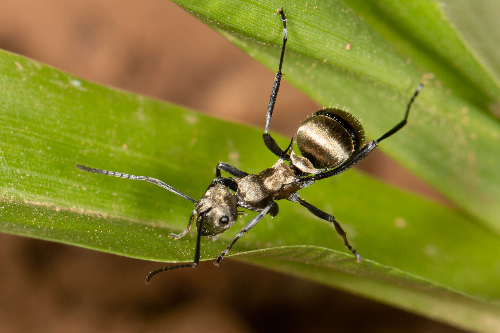 Image of Polyrhachis cupreata Emery 1895