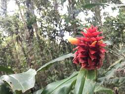 Costus montanus Maas的圖片