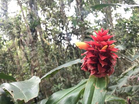 Imagem de Costus montanus Maas