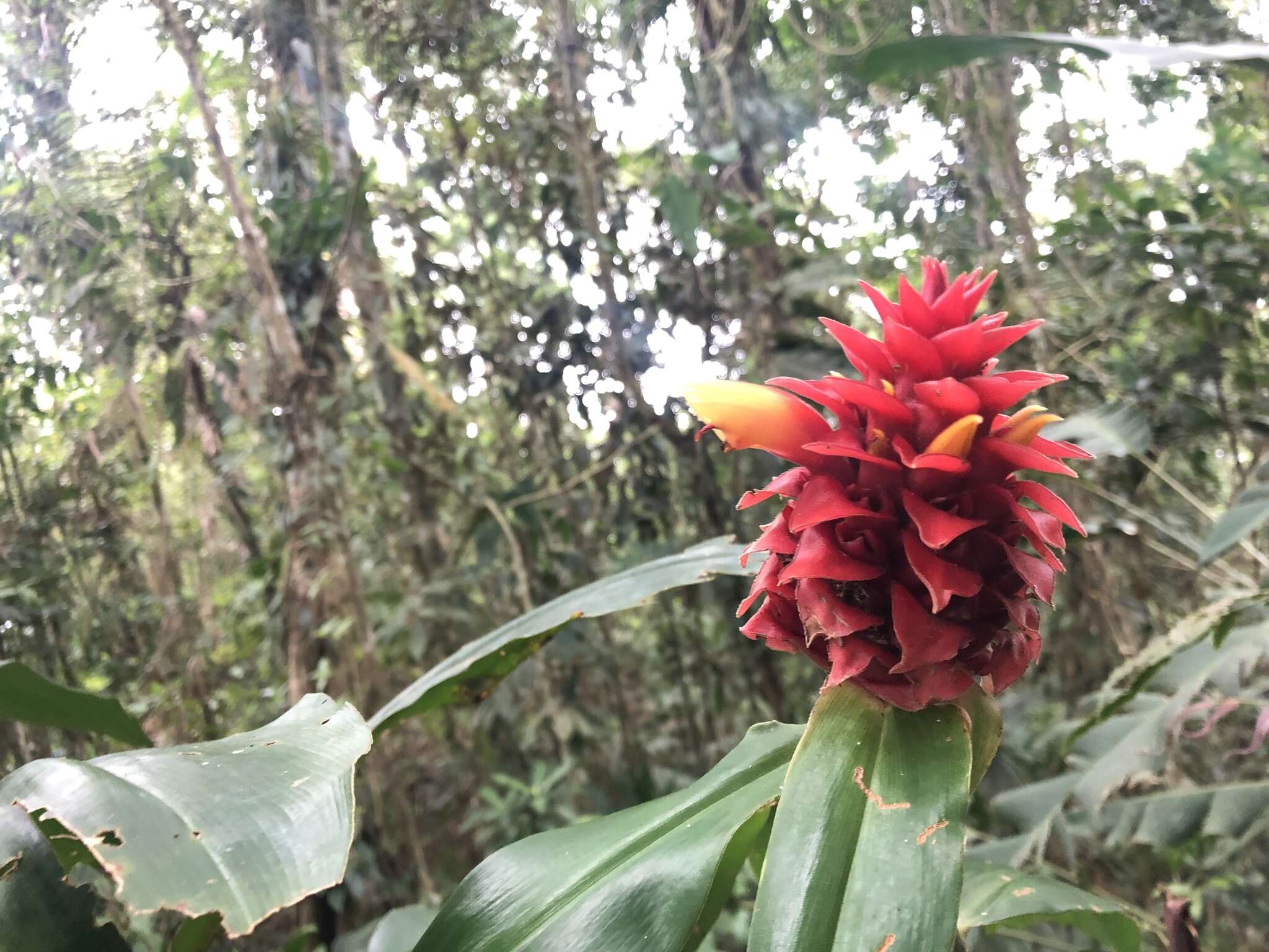 Imagem de Costus montanus Maas