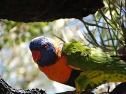 Image of Red-collared Lorikeet