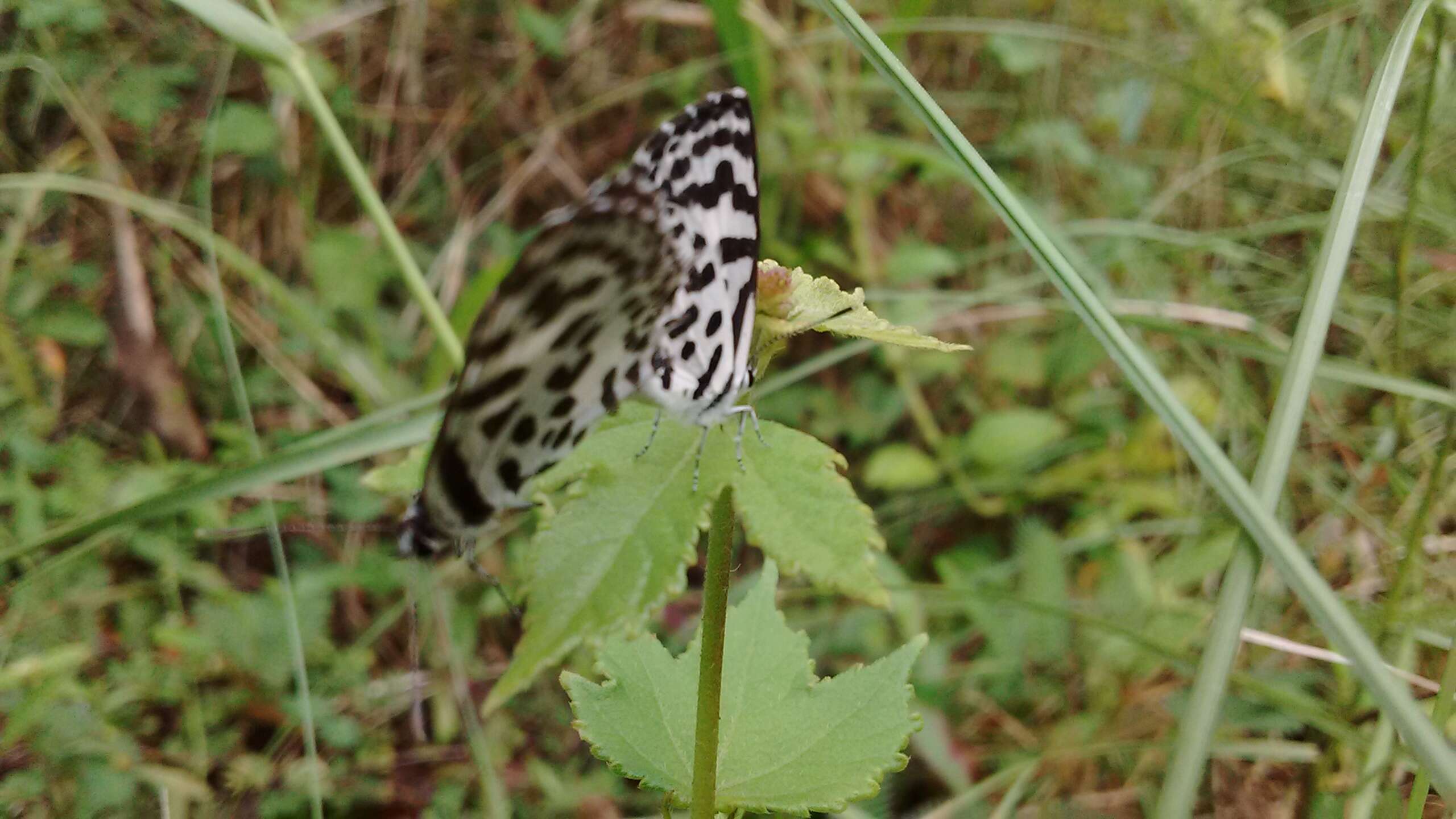 Image of Common Pierrot