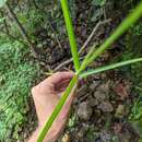 Image of western umbrella-sedge