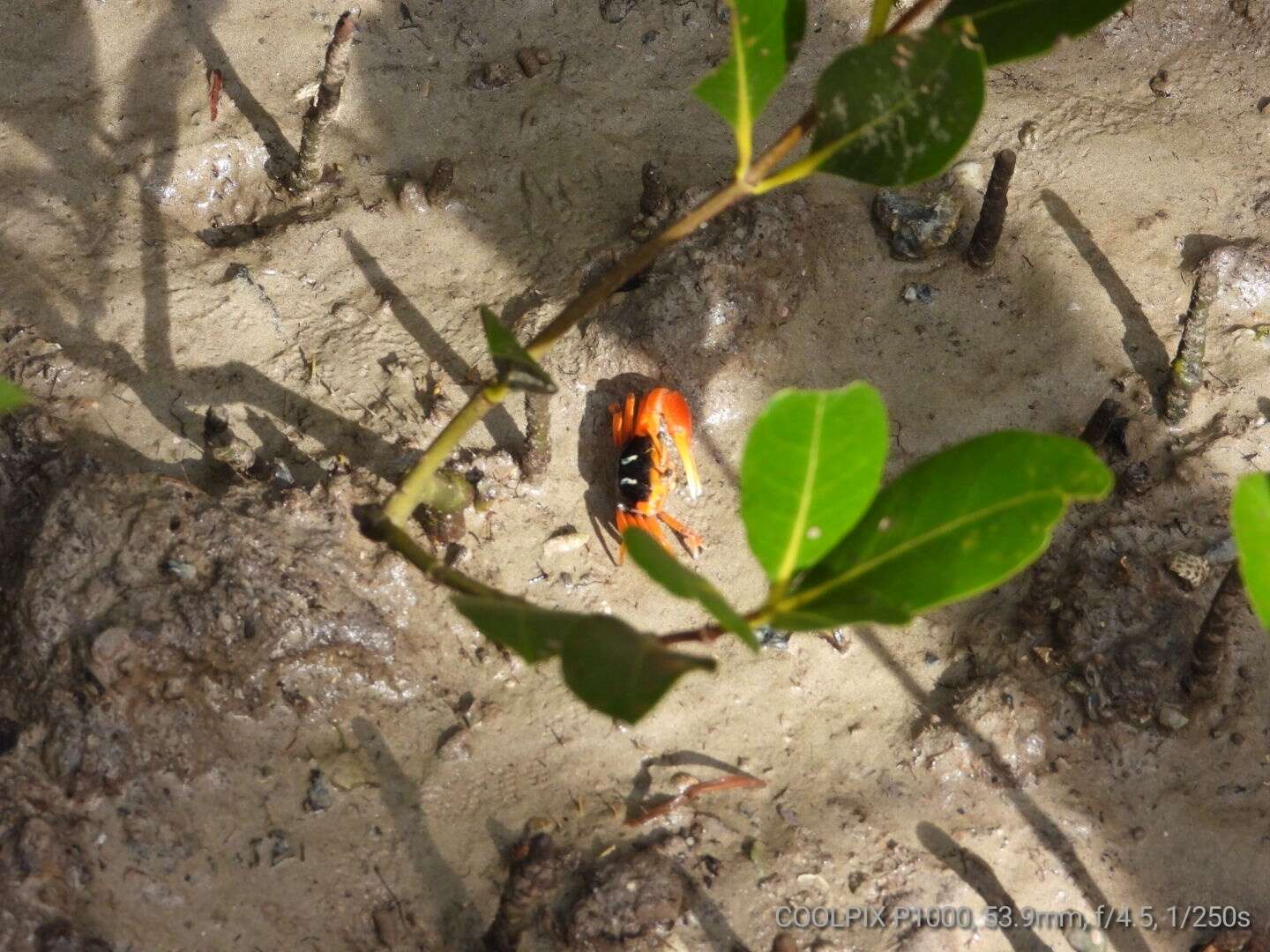 Image of Flame-backed Fiddler Crab