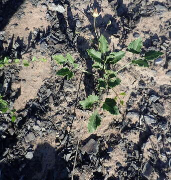 Image of Knowltonia vesicatoria subsp. humilis H. Rasmussen