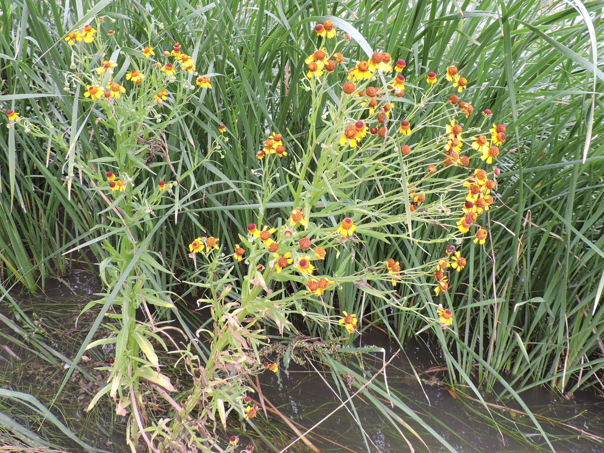 Image of pretty sneezeweed