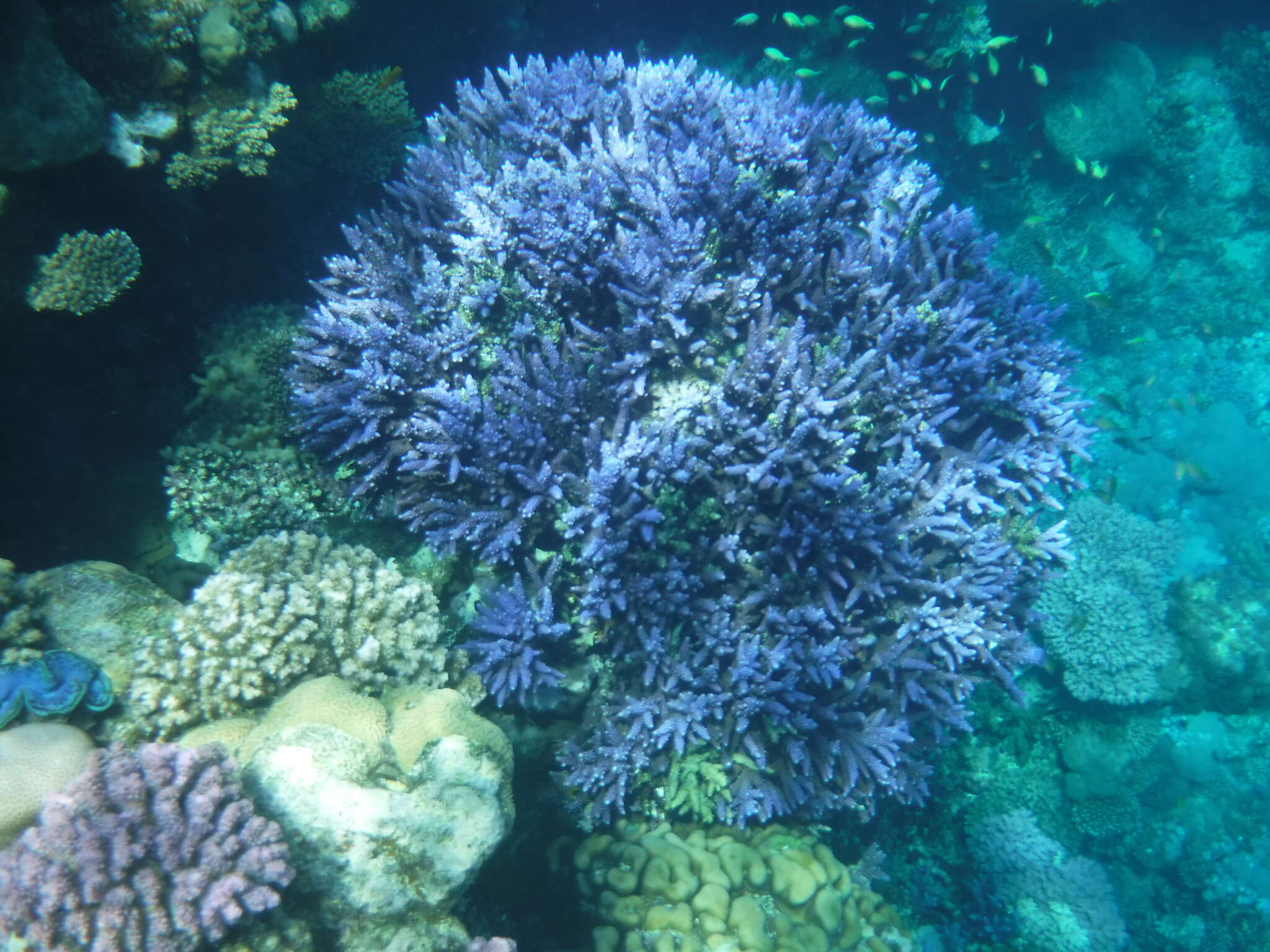 Image of Acropora hemprichii (Ehrenberg 1834)