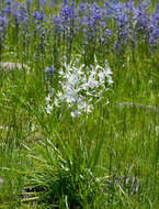 Imagem de Camassia quamash subsp. breviflora Gould