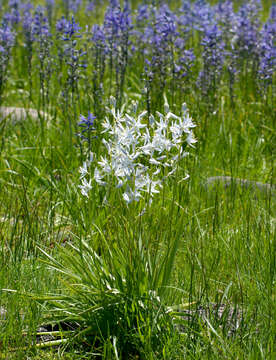 Imagem de Camassia quamash subsp. breviflora Gould