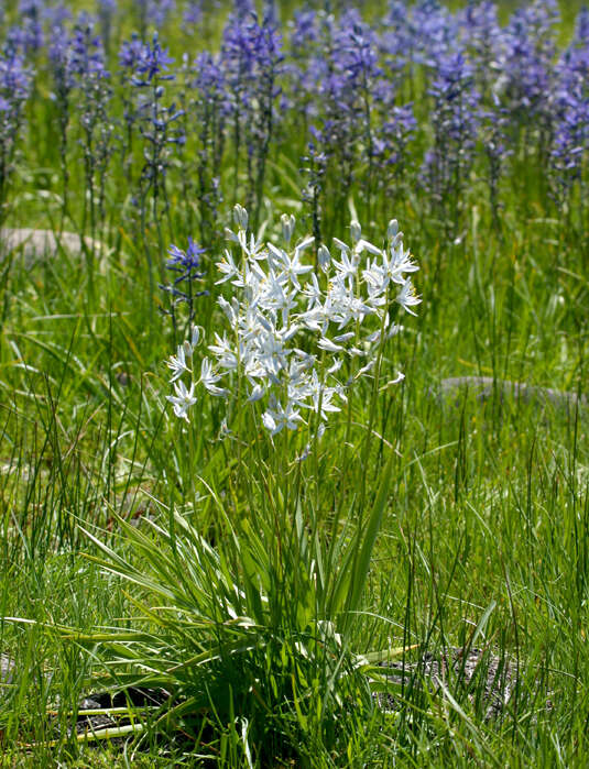 Imagem de Camassia quamash subsp. breviflora Gould