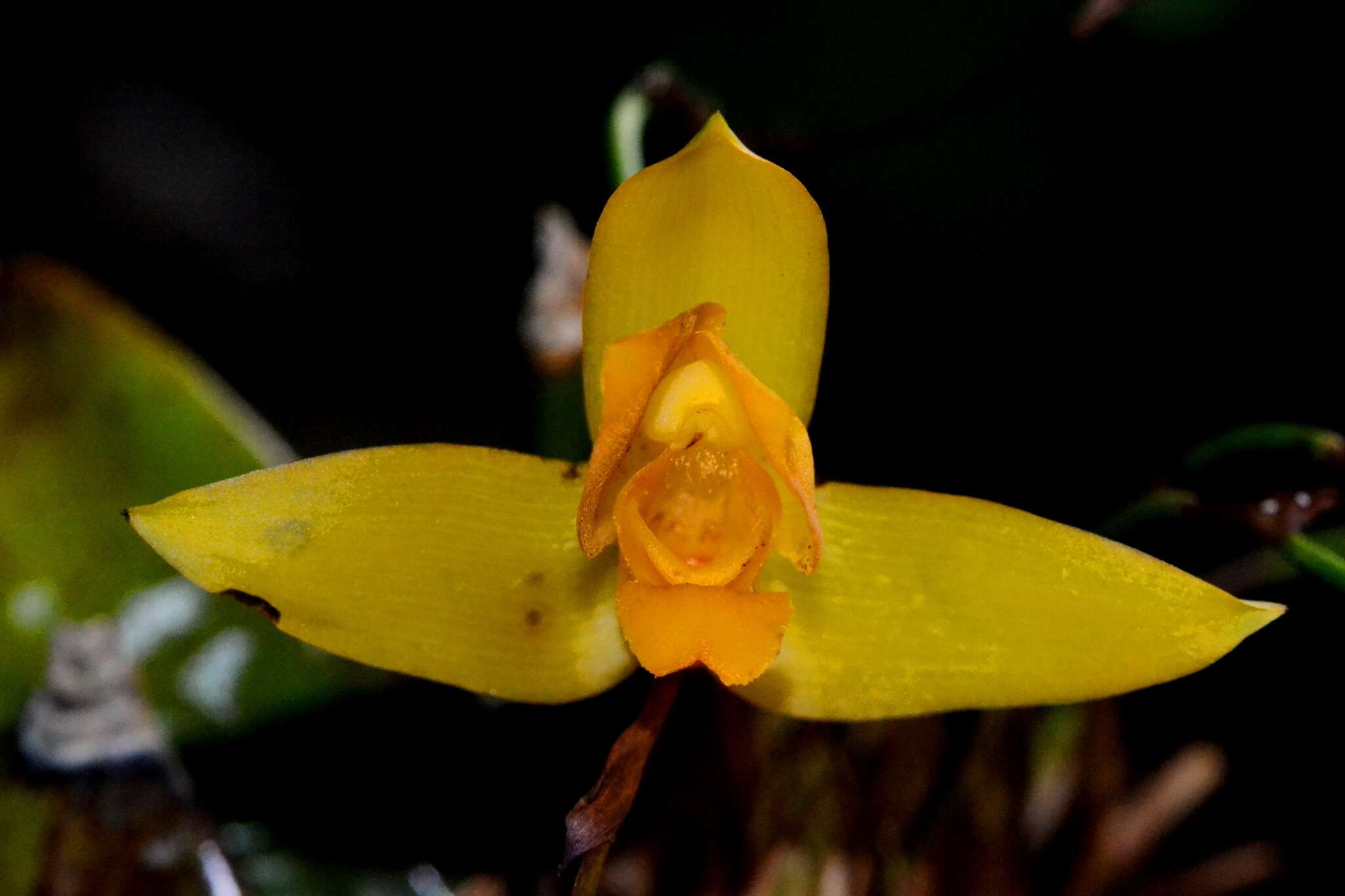 Image of Sweet scented Lycaste