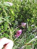 Image of reddish tufted vetch