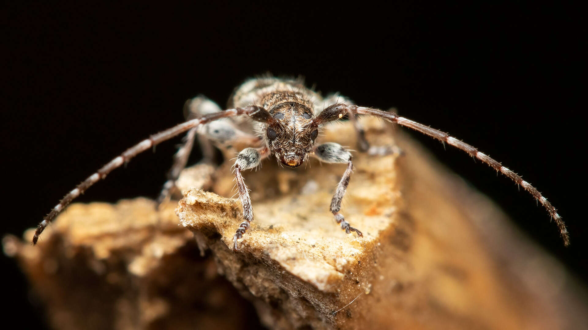 Image of Pogonocherus decoratus Fairmaire 1855