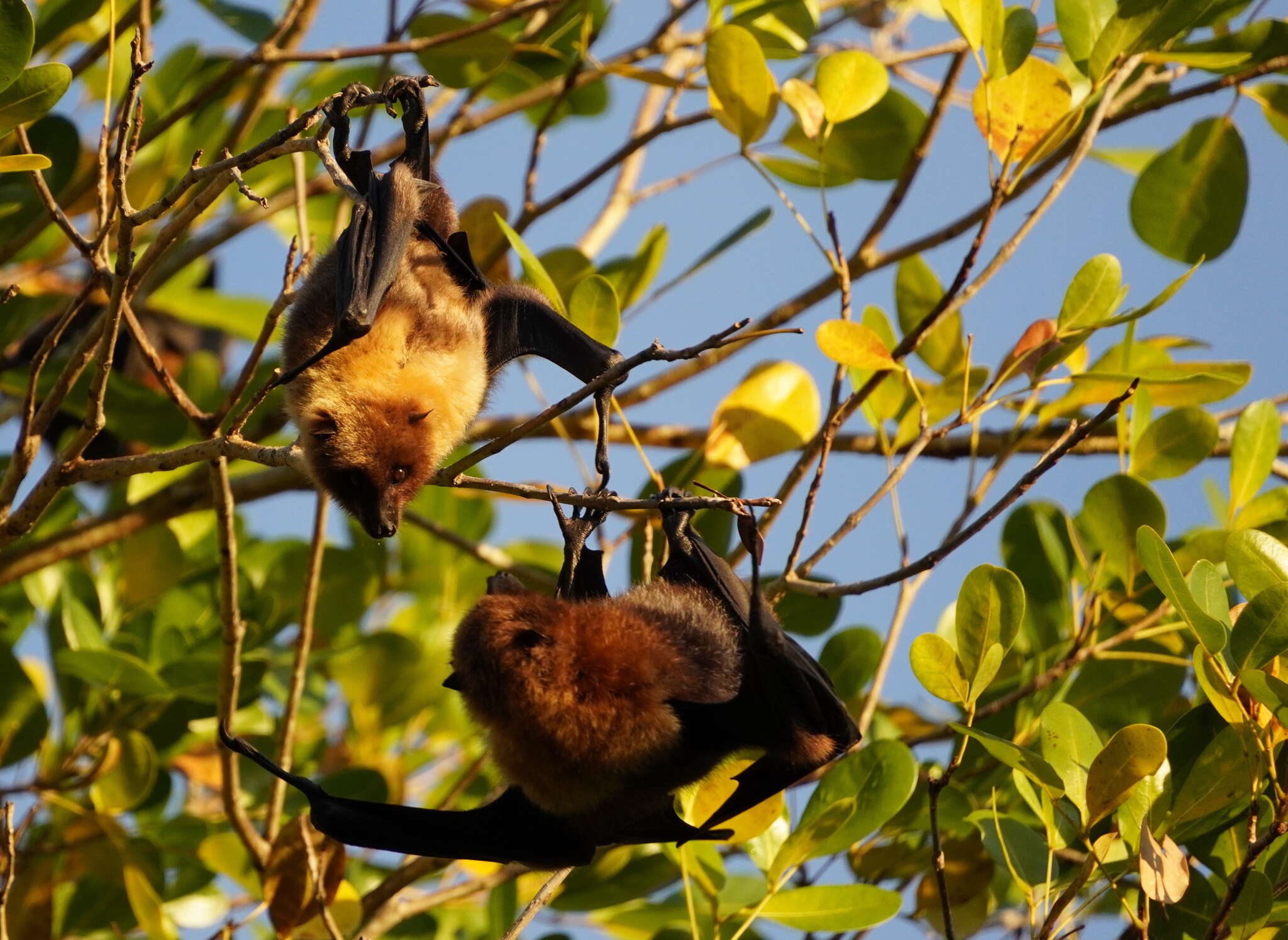 Image of Rodrigues Flying Fox