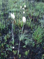 Image of Stenanthium densum (Desr.) Zomlefer & Judd