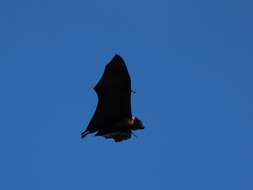 Image of Kosrae Flying Fox