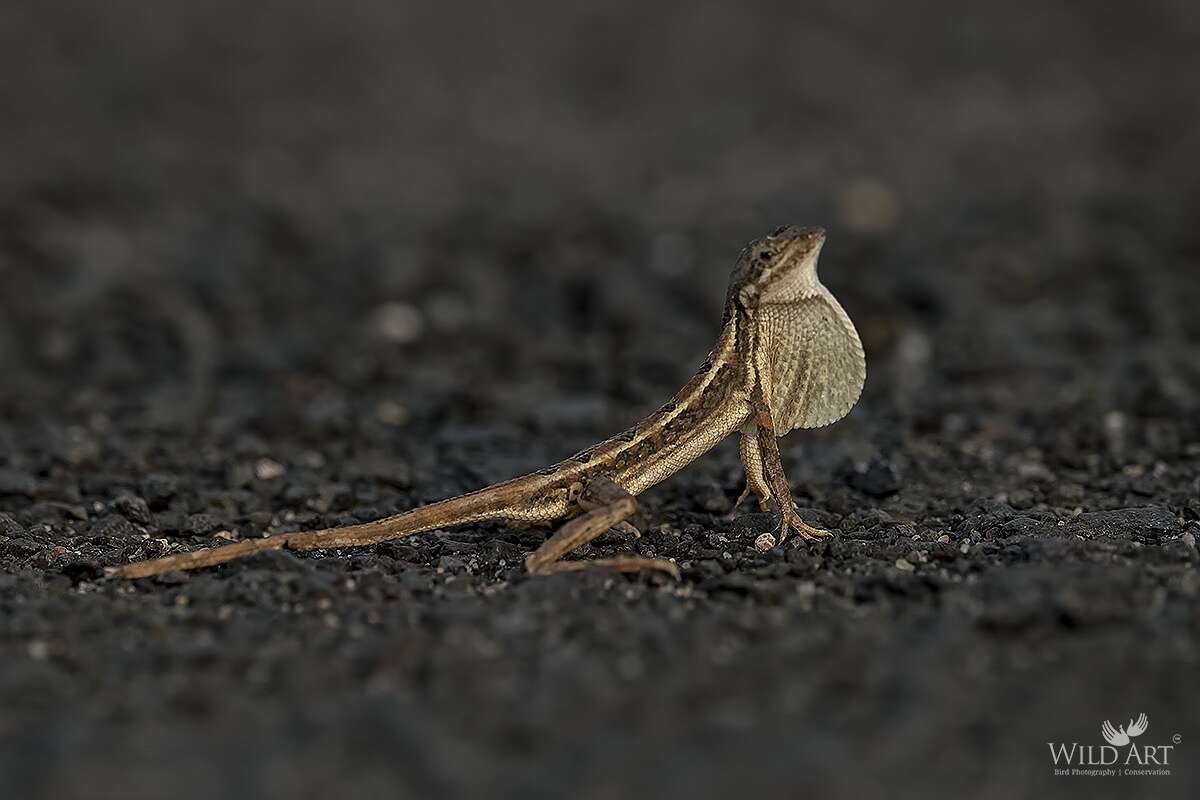 Image of Sitana spinaecephalus Deepak, Vyas & Giri 2016